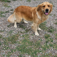 Golden retriever