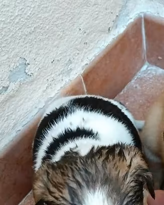 Meticci