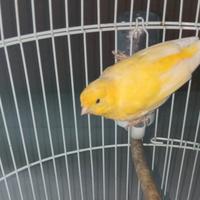 Canarino maschio novello giallo