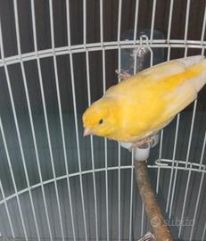Canarino maschio novello giallo