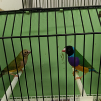 Coppia di diamanti di Gould