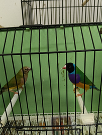 Coppia di diamanti di Gould