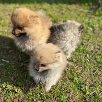 Volpini Pomerania