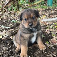 Cuccioli incrocio rottweiler