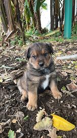 Cuccioli incrocio rottweiler