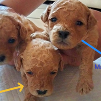 Cuccioli di Barboncino nano originali
