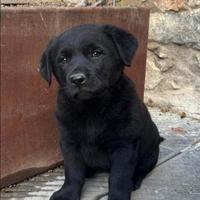 Cucciole labrador X pastore tedesco