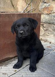 Cucciole labrador X pastore tedesco