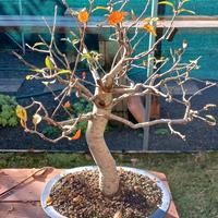 bonsai melo 