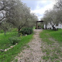 Casa e oliveto
