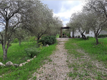 Casa e oliveto