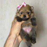 Cuccioli volpino pomerania TOY PEDIGREE Enci
