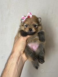 Cuccioli volpino pomerania TOY PEDIGREE Enci