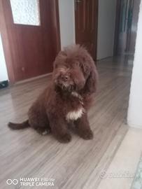 Lagotto