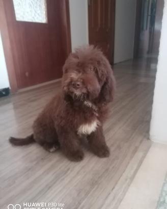 Lagotto