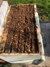 Nuclei e famiglie di api