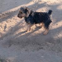 Terrier