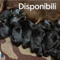 Disponibili Dobermann nati 28/10/2025
