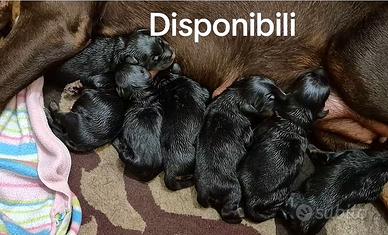 Disponibili Dobermann nati 28/10/2025