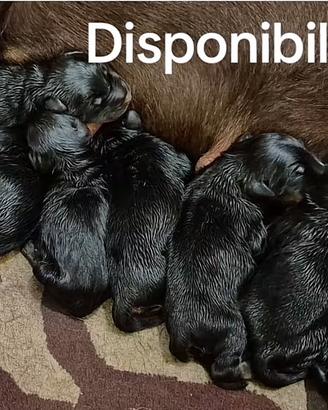 Disponibili Dobermann nati 28/10/2025