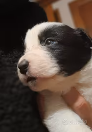 Vendita cuccioli di Border Collie