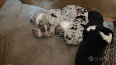 Cuccioli di pastore australiano/Aussie