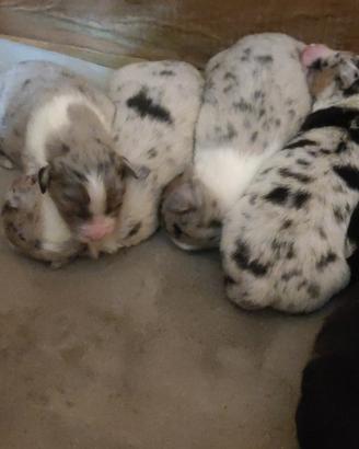 Cuccioli di pastore australiano/Aussie