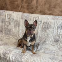 Bulldog francese