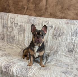 Bulldog francese