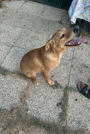 Cucciolo maschio