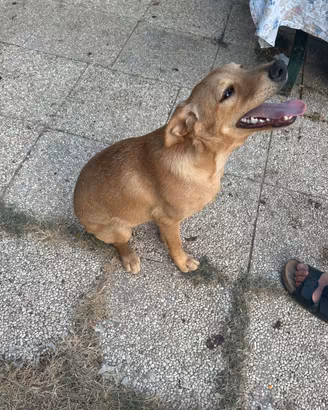 Cucciolo maschio