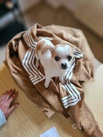 Cuccioli di chihuahua toy