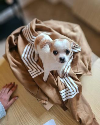 Cuccioli di chihuahua toy