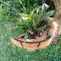 Orchidea Stanothea Tigrina Nigriviolacea