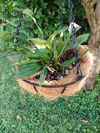 Orchidea Stanothea Tigrina Nigriviolacea