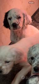 Cucciolo setter inglese