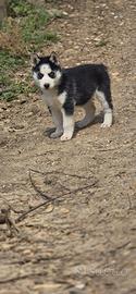 Cuccioli di husky alta genealogia