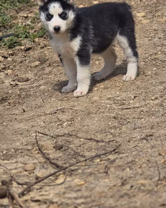 Cuccioli di husky alta genealogia