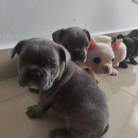 Bulldog francese