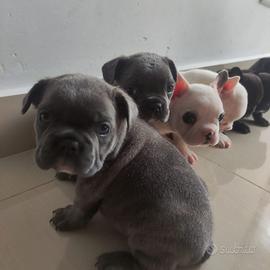 Bulldog francese