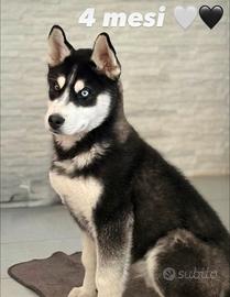 Cane Husky