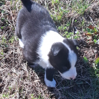 Cuccioli incrocio Border Collie