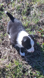 Cuccioli incrocio Border Collie