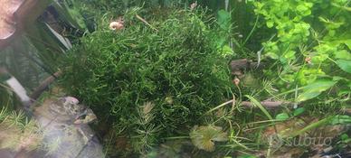 muschio per acquario 20x20