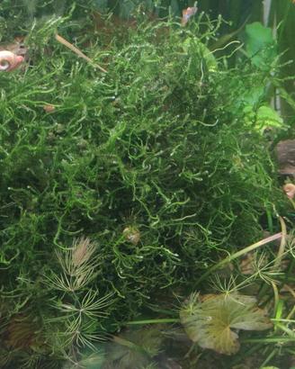 muschio per acquario 20x20