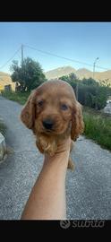 Cocker spanial
