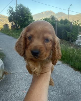 Cocker spanial