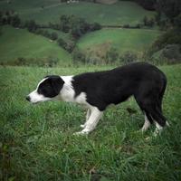 Cucciola border collie da lavoro