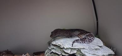 Geco leopardino
