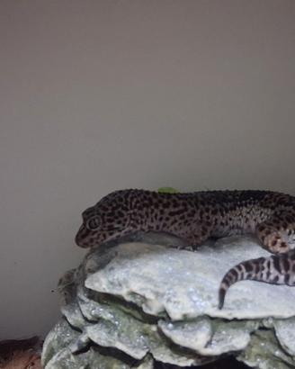 Geco leopardino